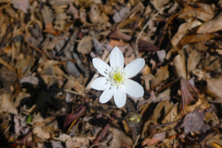 Hepatica acutiloba