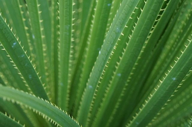 Dasylirion texanum other