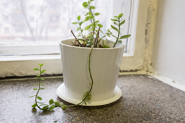 Peperomia trinervula other