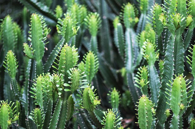 Euphorbia ingens other