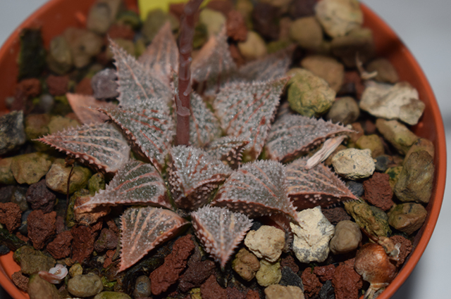 Haworthia emelyae other
