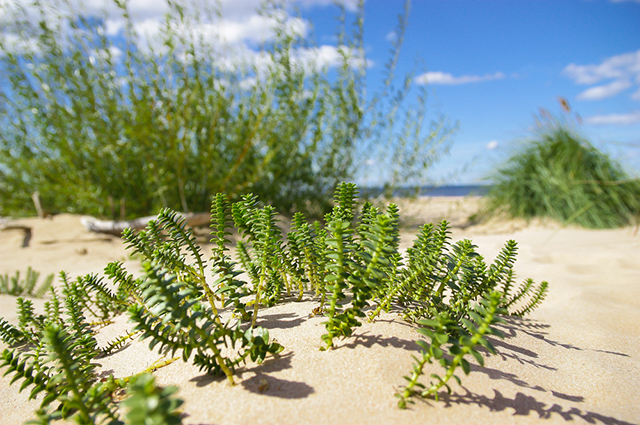 Sedum divergens other