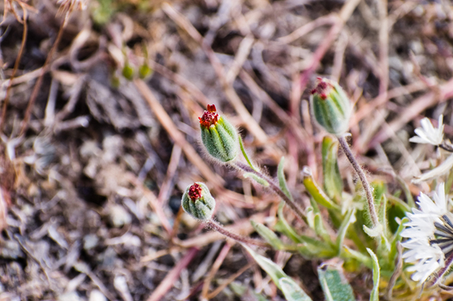 Achyrachaena mollis other