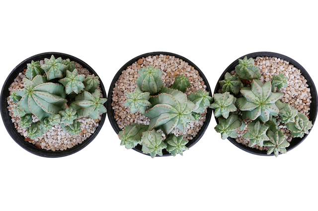 Euphorbia anoplia other