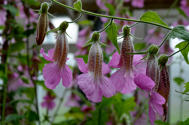 Rehmannia elata other