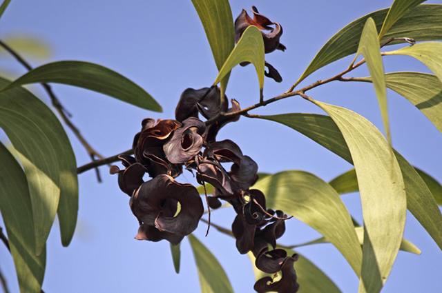Acacia implexa other