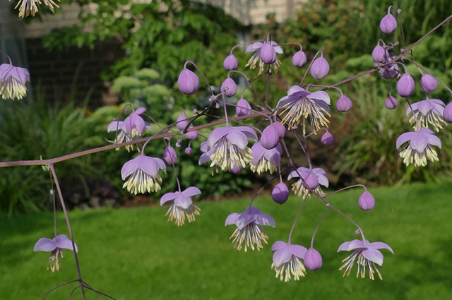 Thalictrum rochebruneanum other