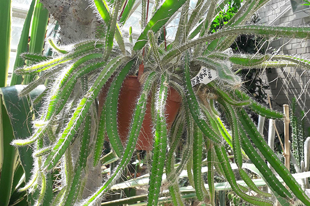 Selenicereus testudo other