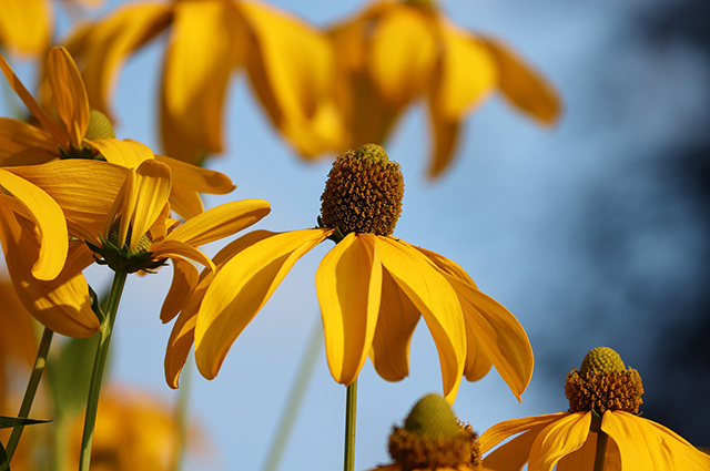 Echinacea paradoxa other