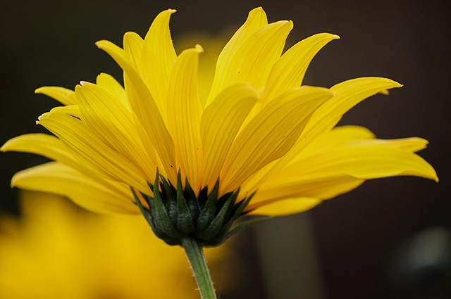Echinacea paradoxa other