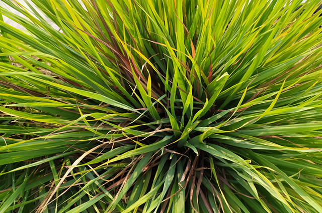 Cymbopogon nardus other