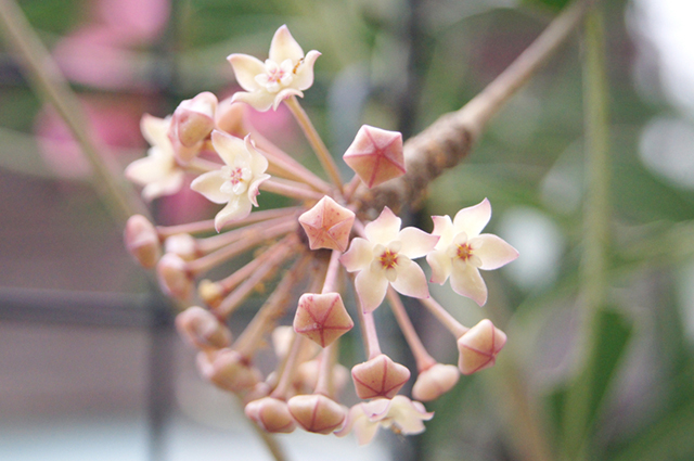 Hoya macrophylla other