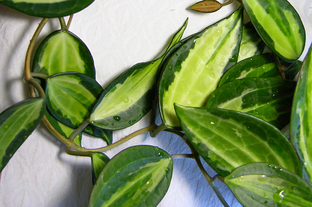 Hoya macrophylla other