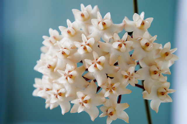 Hoya elliptica other