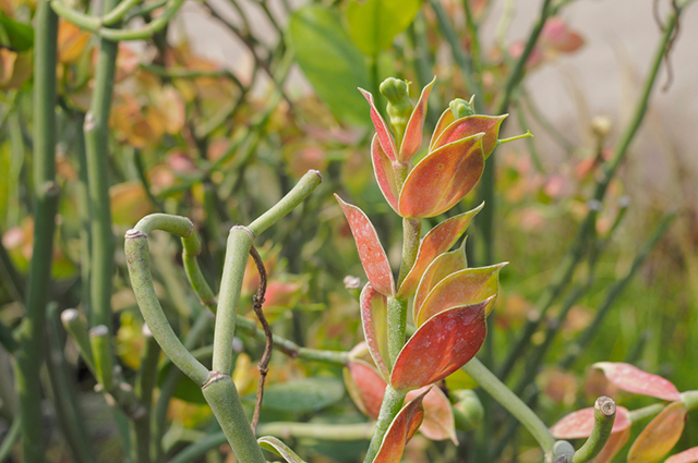 Euphorbia lomelii other