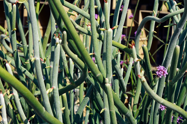 Euphorbia lomelii other