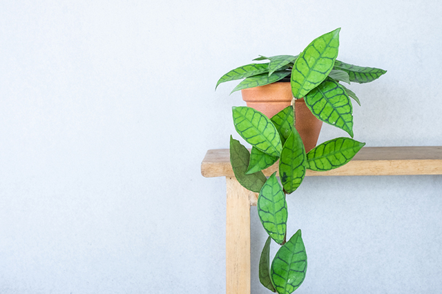 Hoya callistophylla other