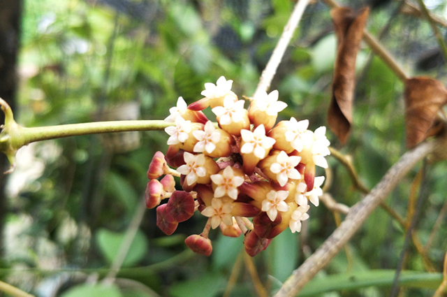 Hoya callistophylla other