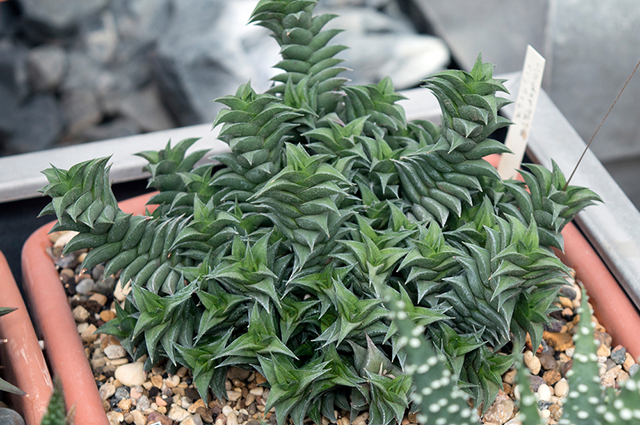 Haworthiopsis viscosa — search result for 'Haworthia'