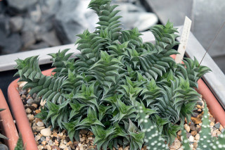 Haworthiopsis viscosa