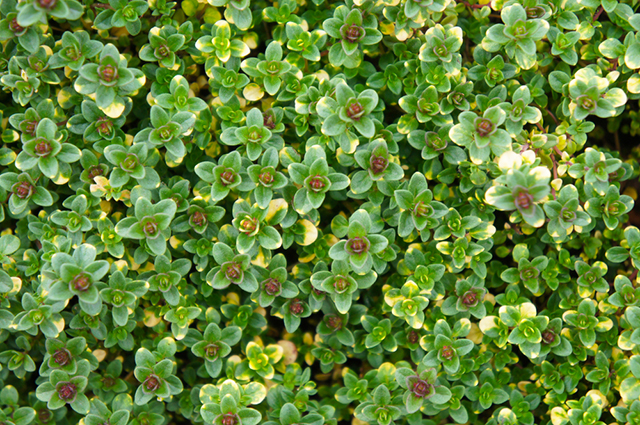 Thymus citriodorus