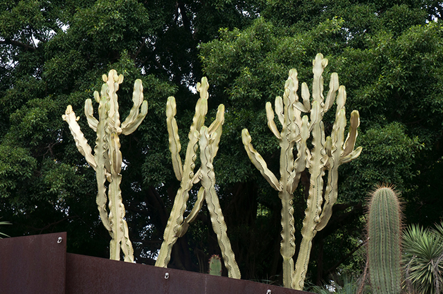 Euphorbia ammak other