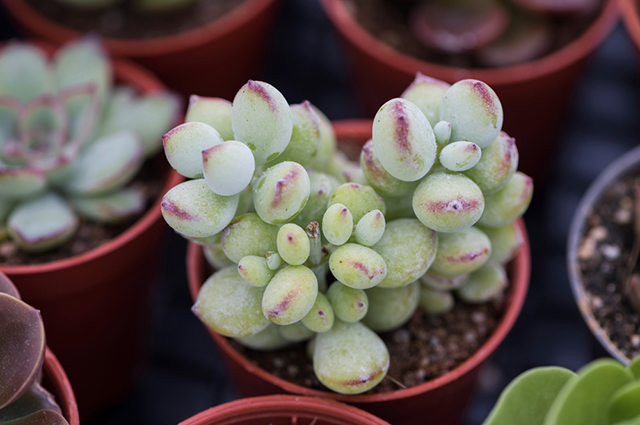 Crassula rogersii other