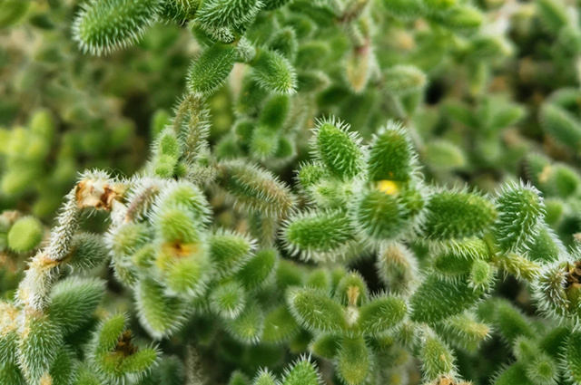 Crassula hirtipes other
