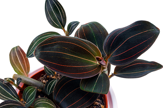 Macodes petola other