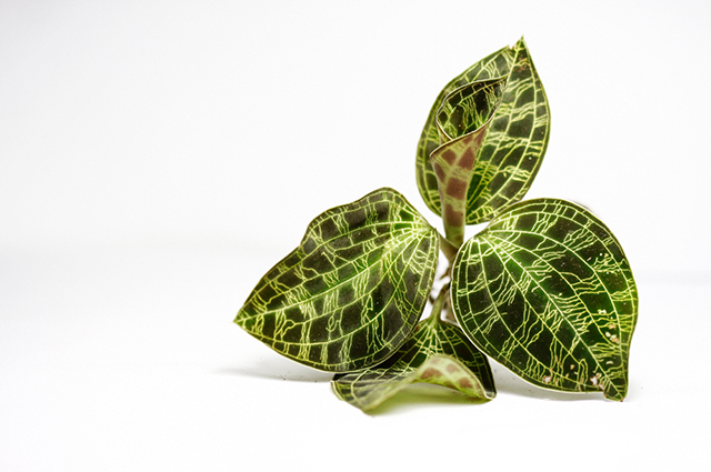 Macodes petola other