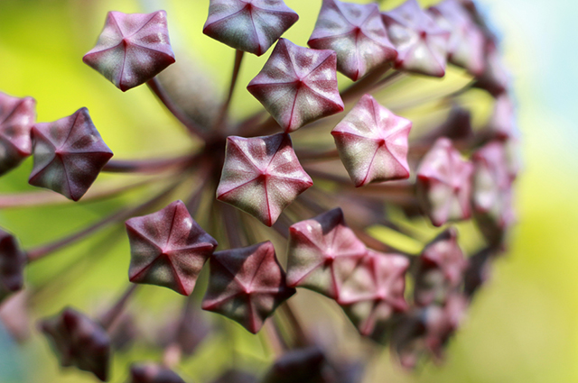 Hoya imperialis other