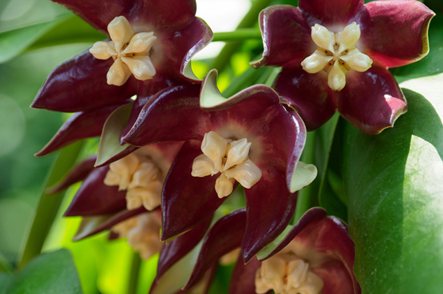 Hoya imperialis other