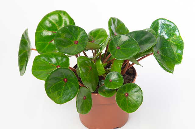 Begonia conchifolia other