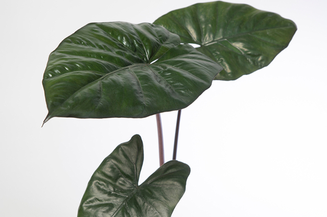 Alocasia sarawakensis other