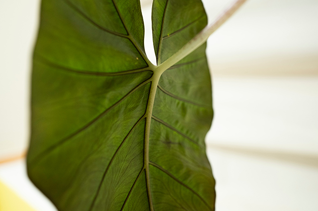 Alocasia sarawakensis other