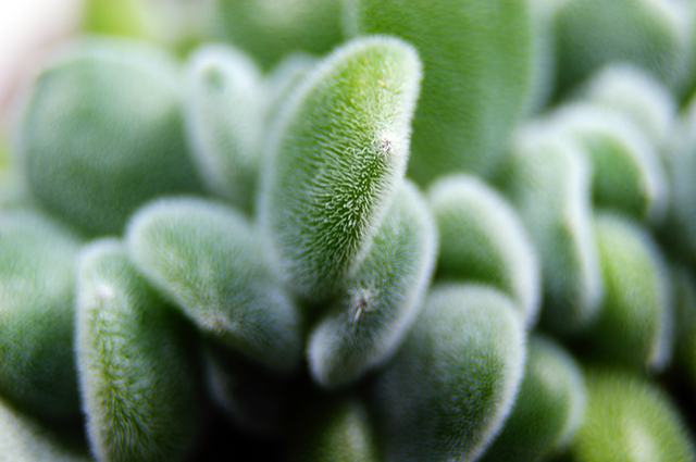 Sedum mocinianum other