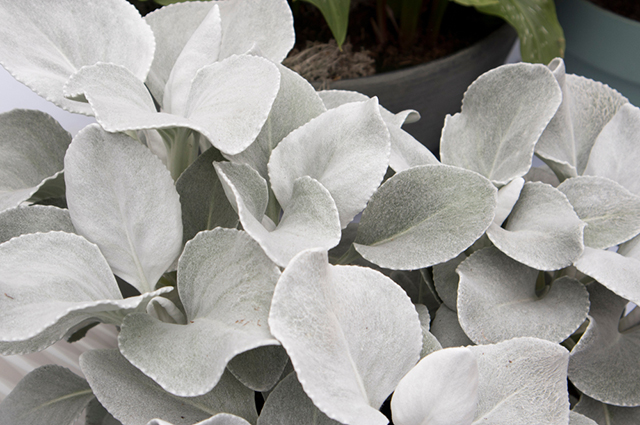 Senecio candicans — houseplant care guide
