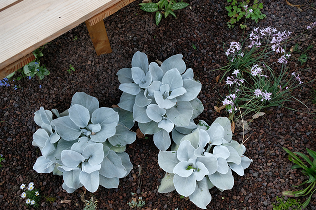 Senecio candicans other
