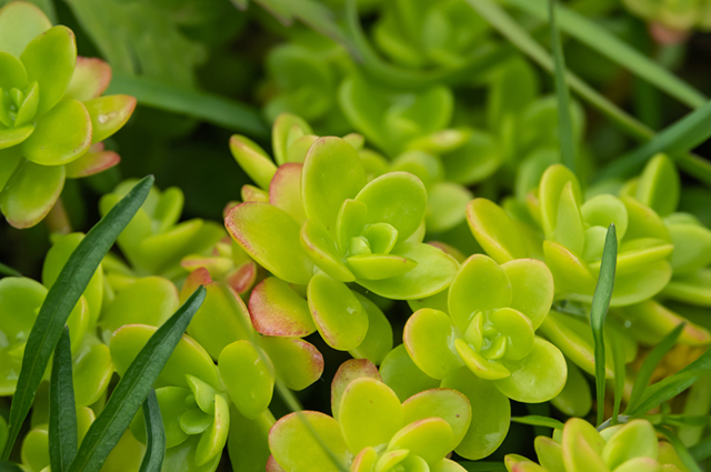 Sedum confusum other