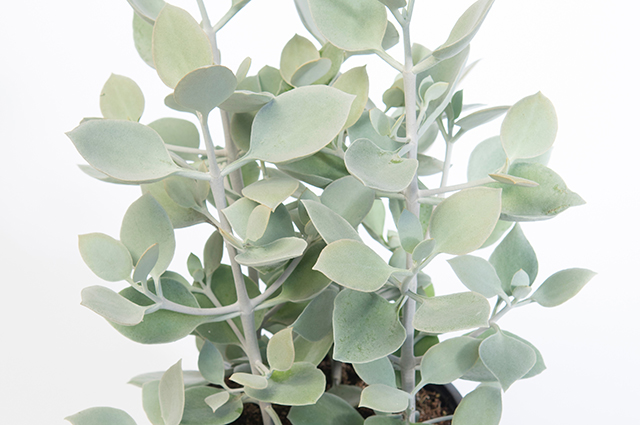 Kalanchoe hildebrandtii other