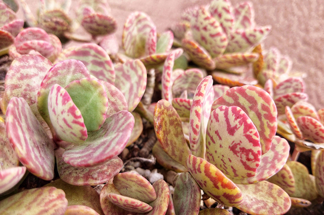 Kalanchoe humilis other