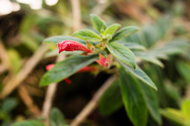 Peperomia Perciliata