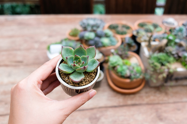 Echeveria minima other
