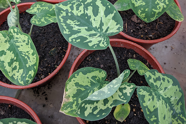 Caladium praetermissum other