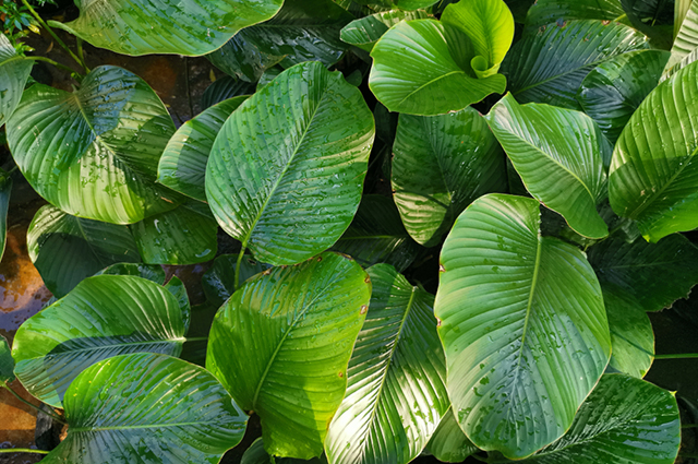 Thaumatococcus daniellii other