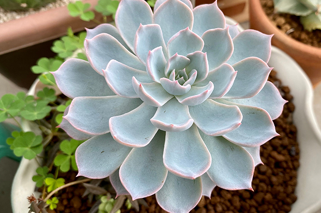 Echeveria peacockii other