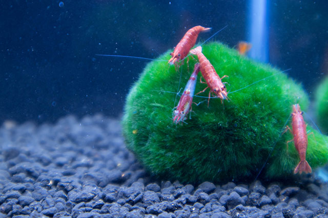 Aegagropila linnaei — houseplant care guide