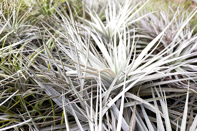 Tillandsia magnusiana other