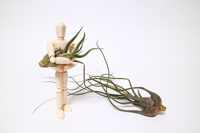 Tillandsia butzii other