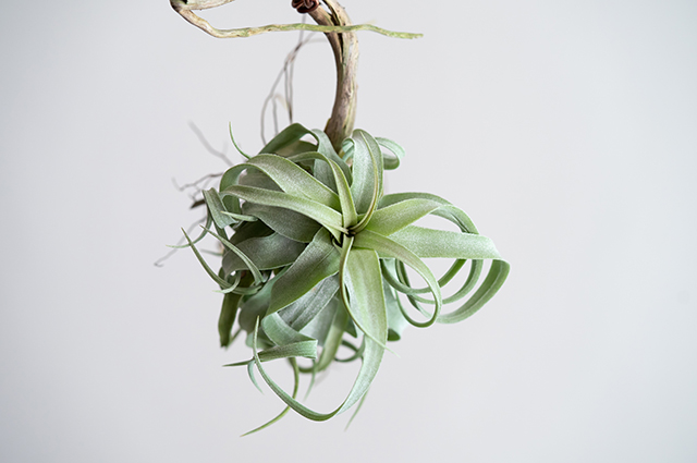 Tillandsia streptophylla other